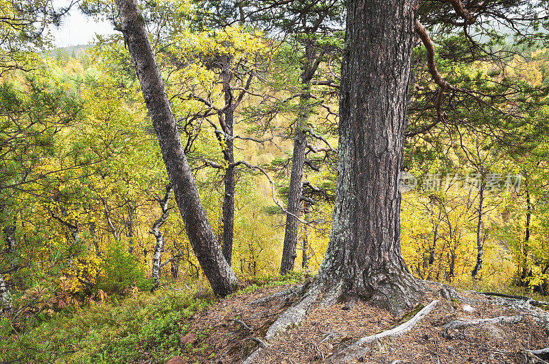 秋天森林里的树木。摩尔曼斯克。