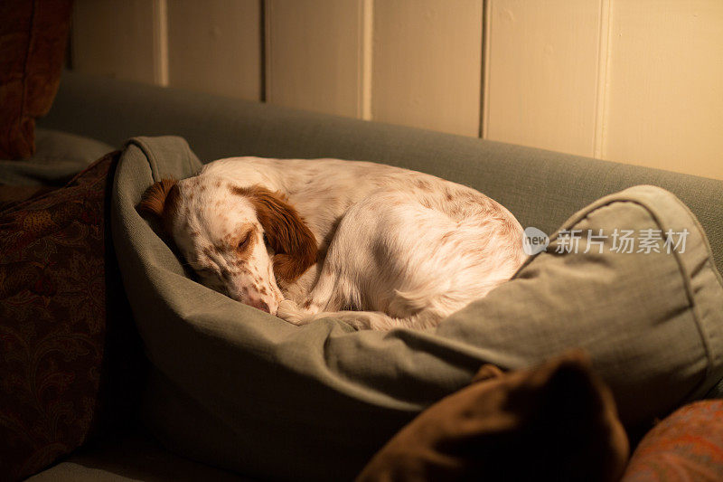 挪威，一只英国赛特犬在沙发靠背上睡觉