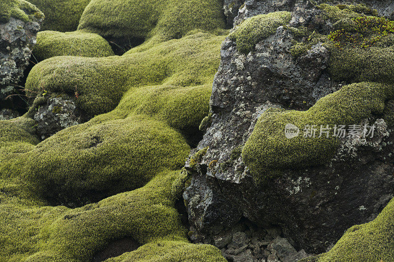 绿苔覆盖着熔岩岩石