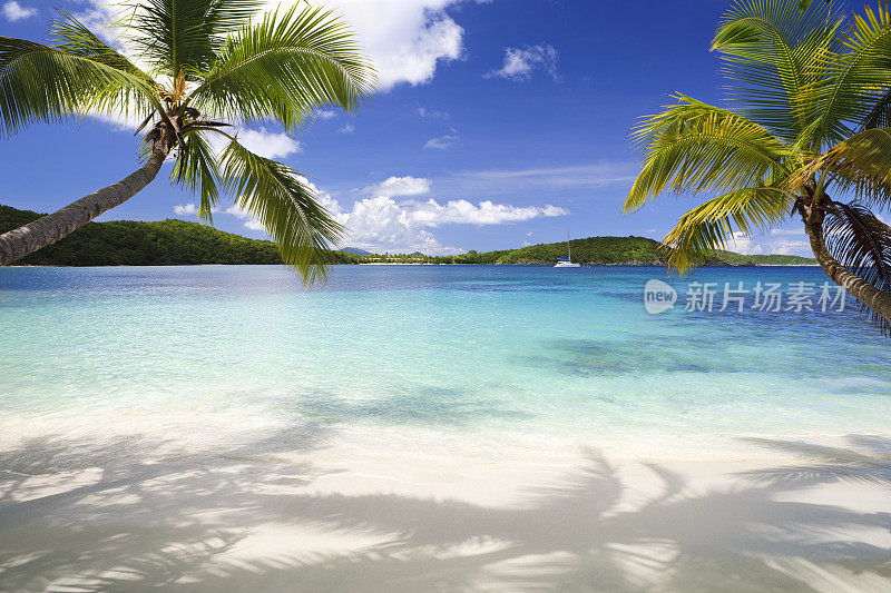 维尔京群岛热带海滩上的棕榈树