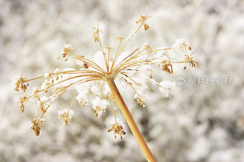 帕斯尼普切利夫贝鲁拉直立雪