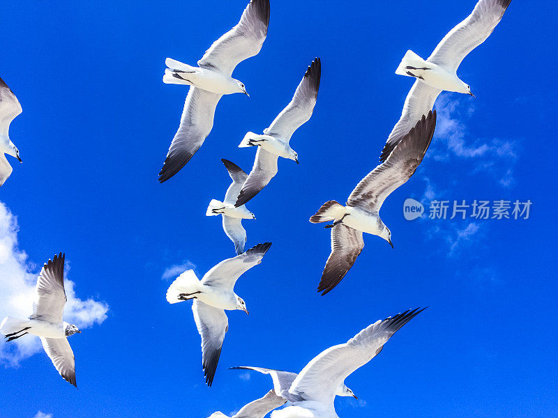 海鸥飞过迈阿密海滩