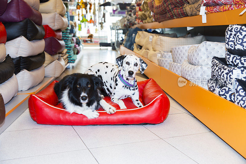 斑点狗和可爱的边境牧羊犬在宠物店