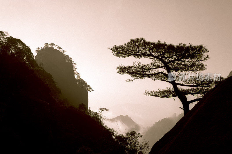 黄山的松树