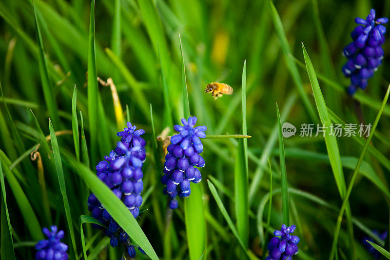 花与蜜蜂