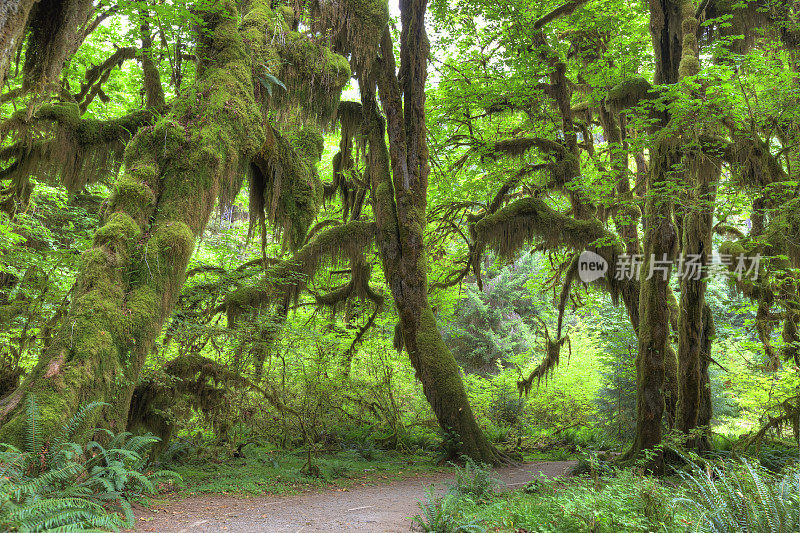 雨林，WA