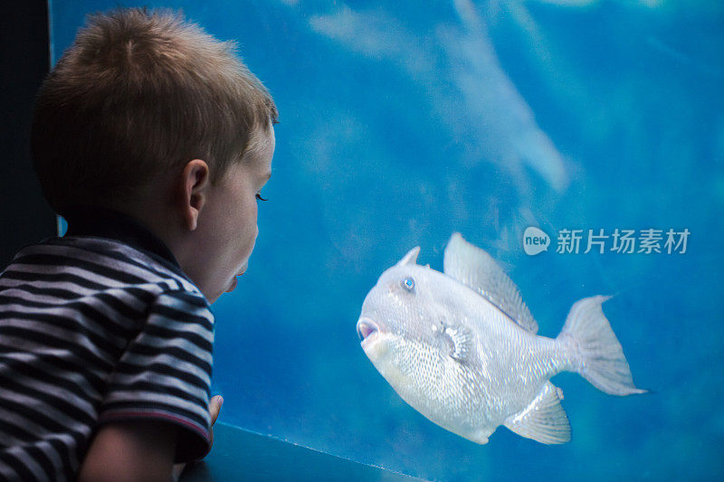 一个男孩在水族馆里和一条鱼说话。
