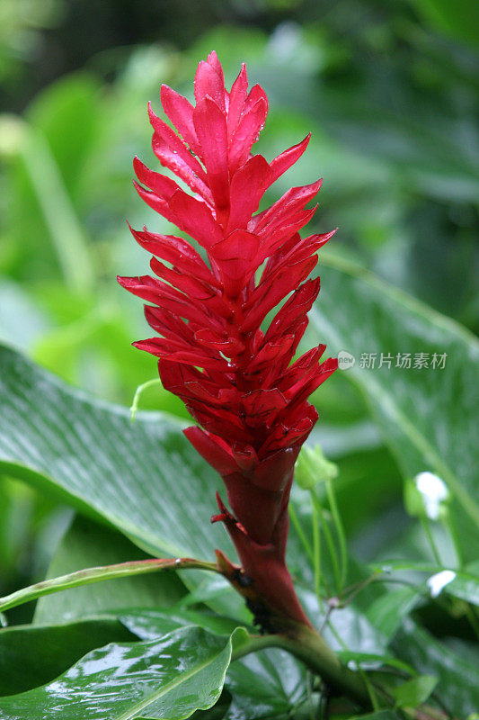 红姜花-夏威夷考艾岛