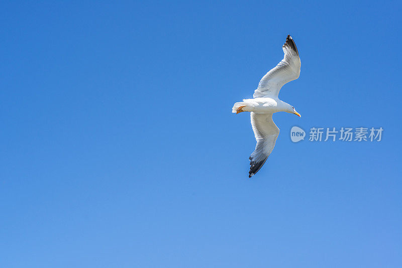 一只海鸥在蓝天中飞翔