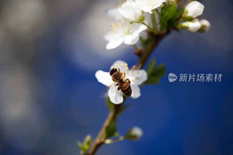 蜜蜂在春天采集花粉