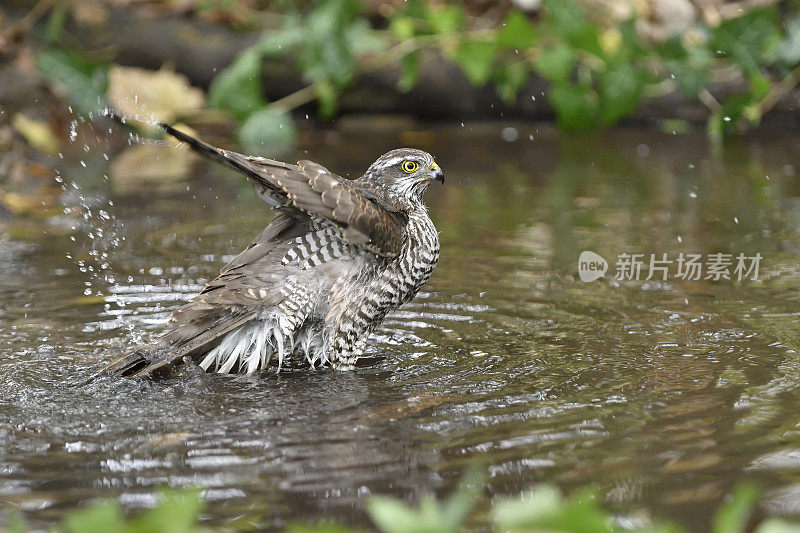 Sparrowhawk虽然洗