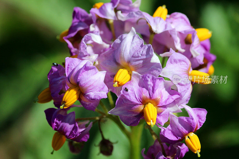 马铃薯植株生长在蔬菜园里，紫薯花形