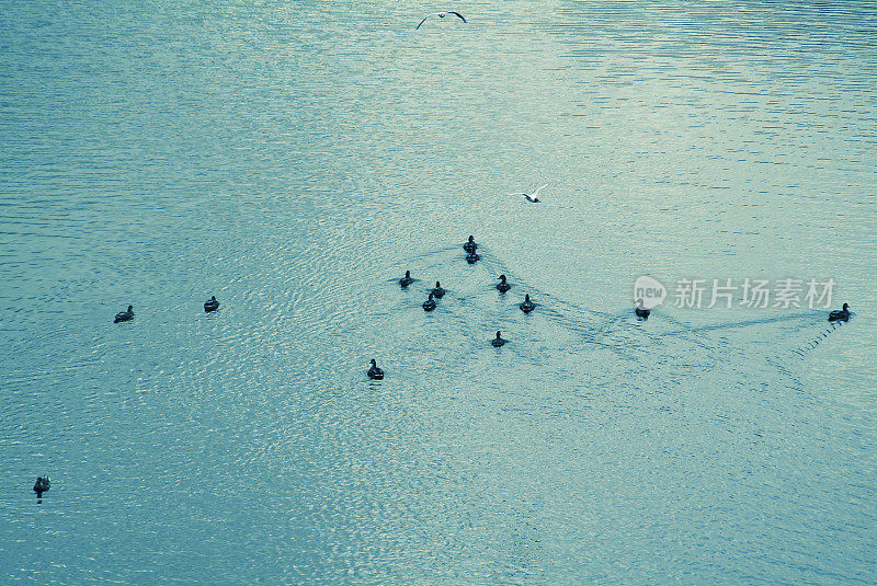 鸭子在河里游泳