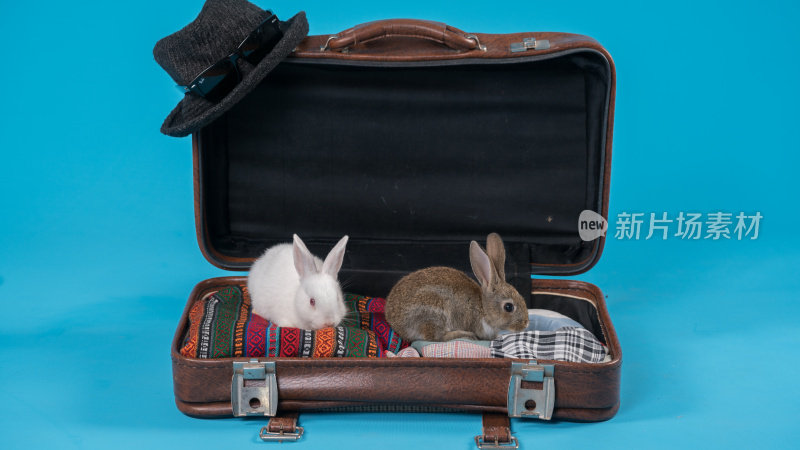 摄影棚拍摄的兔子躺在一个手提箱前