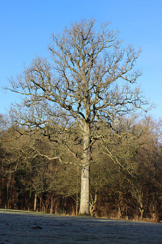 冬季高大的英国橡树(栎属)，树干笔直