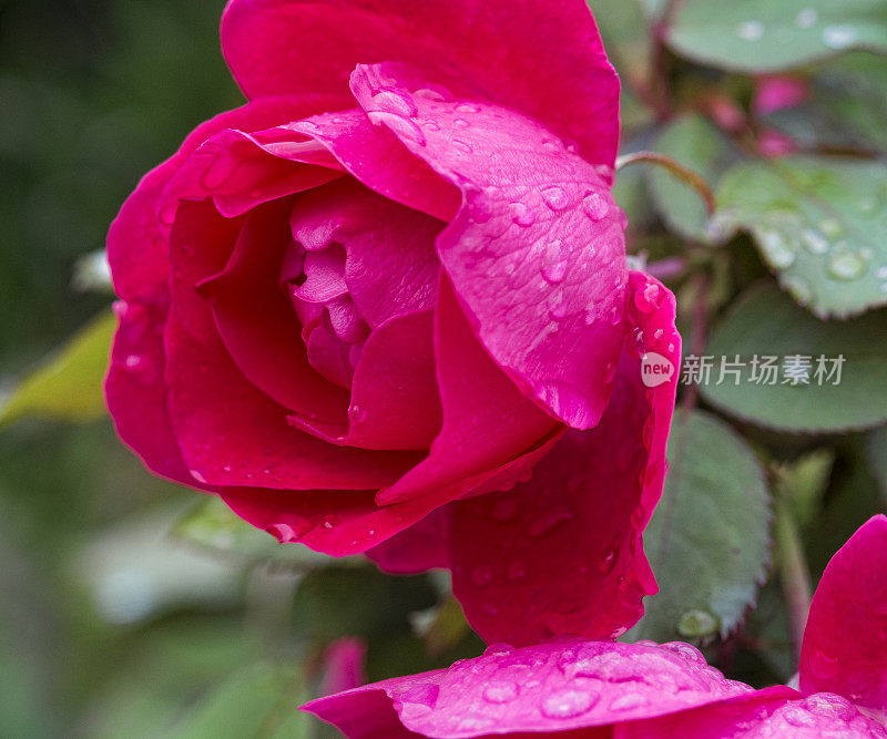 红玫瑰花瓣和雨滴
