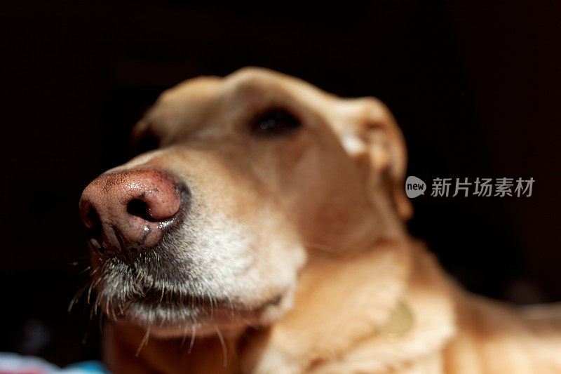 狗在太阳下湿鼻子