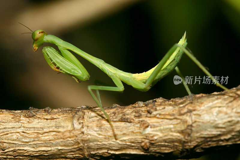 树枝上的螳螂