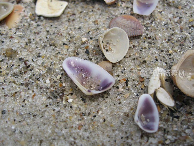 蛤壳的微距照片