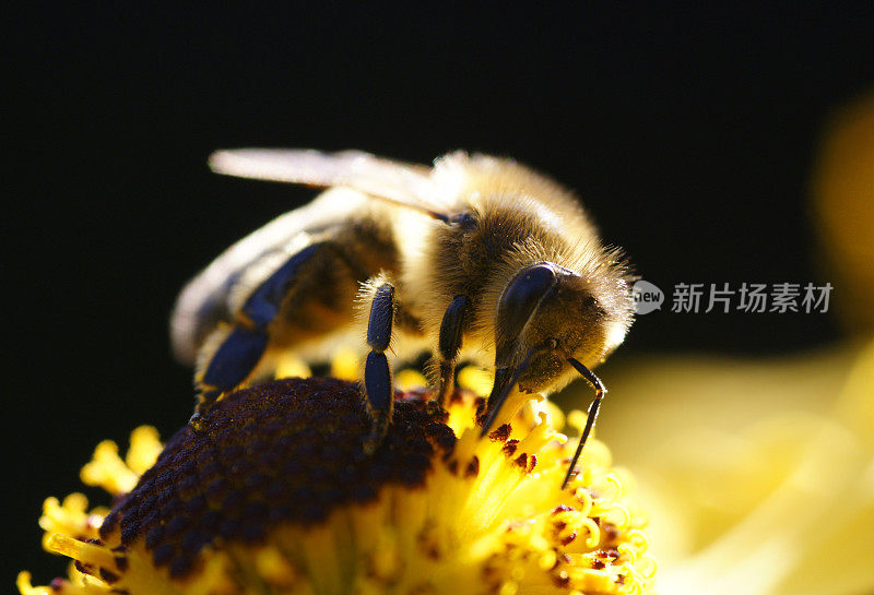蜜蜂在反光镜里