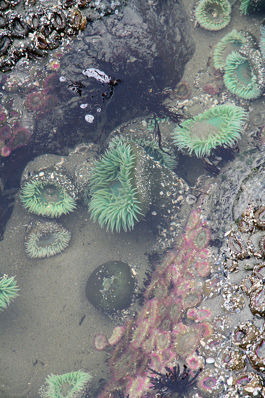 水下海葵