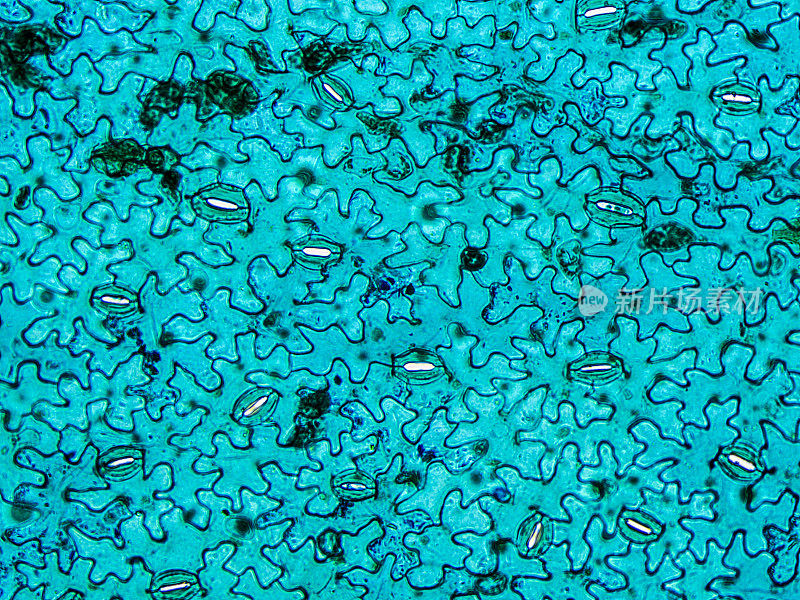 显微镜下的蚕豆叶图案