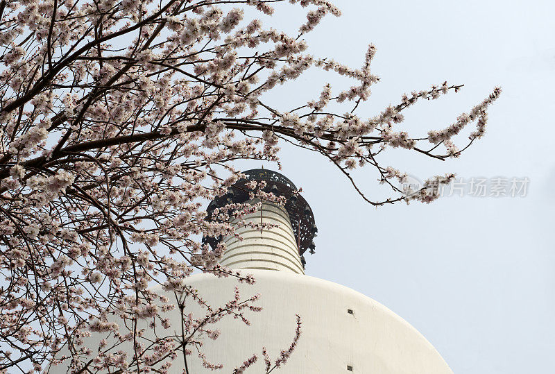 北海公园里盛开的樱花和白塔