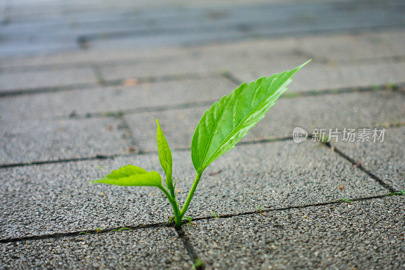 穿透地面生长的植物