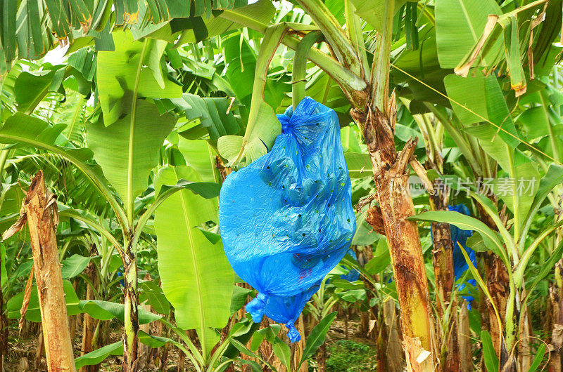 树上的香蕉用蓝色塑料防止害虫