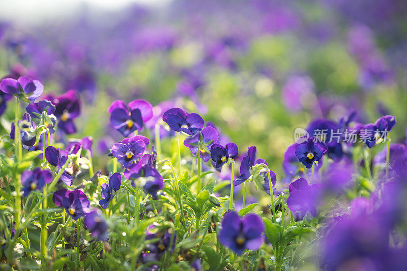 在早晨的阳光下，三位一体的紫色香草在花园里绽放