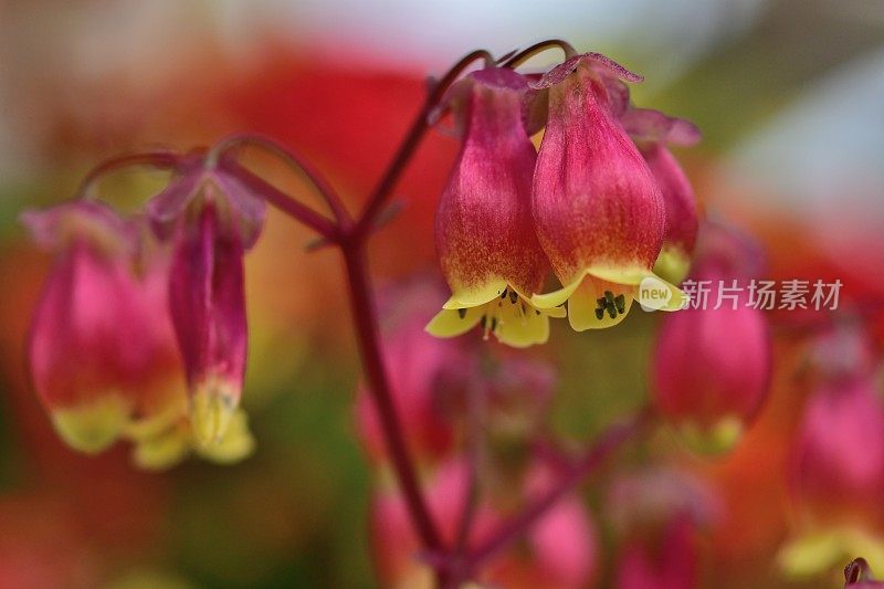 高凉菜属“温迪”花