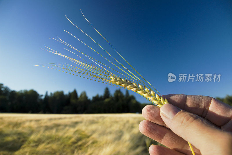 收获的季节