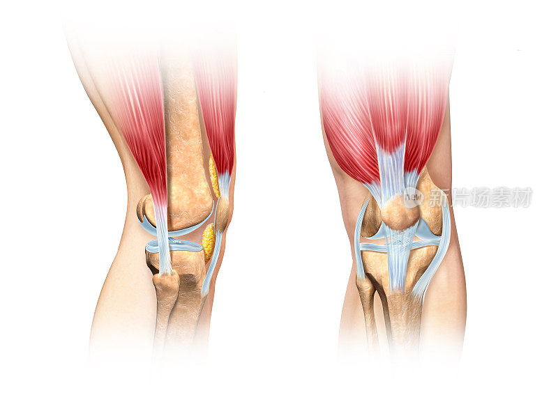 人类膝盖切面插图。解剖学的形象。