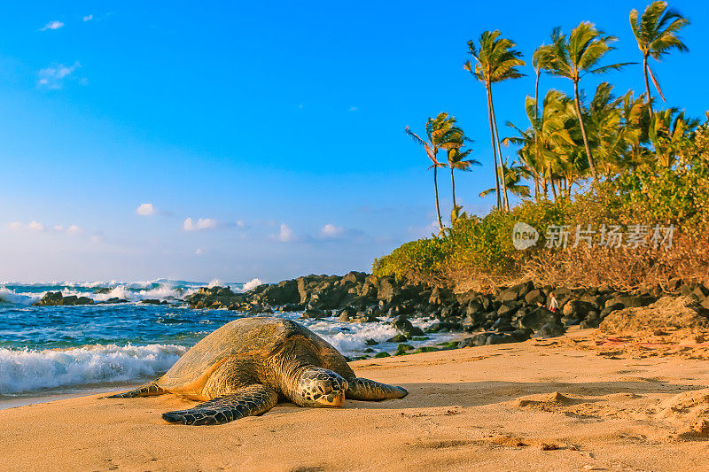 濒临灭绝的夏威夷绿海龟，在夏威夷瓦胡岛北岸的沙滩上