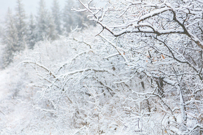 白色风景-科罗拉多州西部高海拔冬季降雪