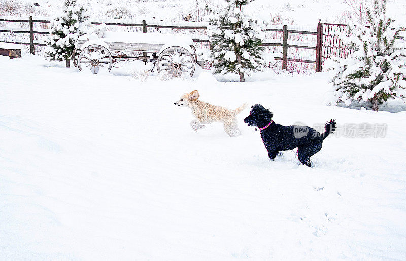 两只标准贵宾犬在雪地里玩耍