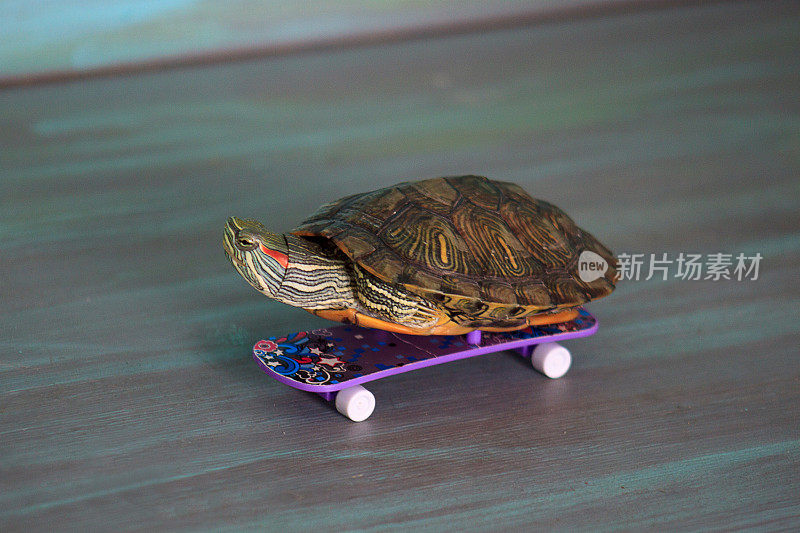 小手动乌龟骑滑板。