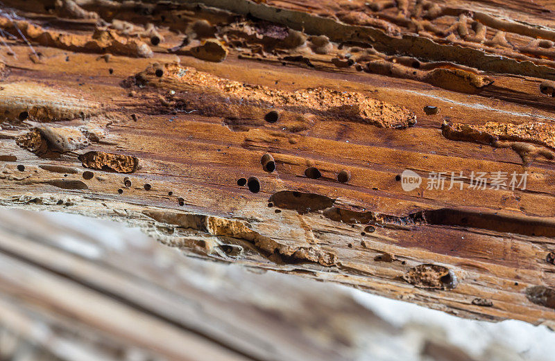 受木蛀虫影响的旧木梁。以木材为食的幼虫种类甲虫