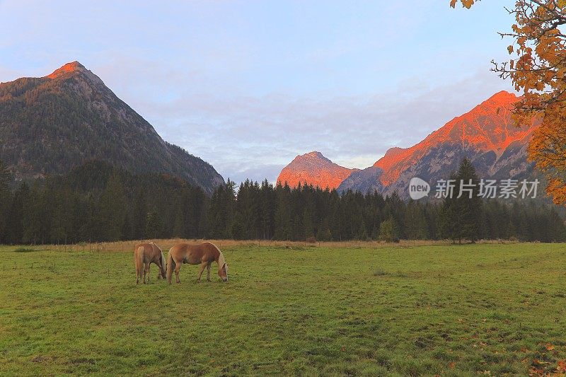 哈夫林格马-种马在阿尔卑斯景观附近的卡文德尔山脉和巴伐利亚阿尔卑斯山在德国-雄伟的高山景观在金色的秋天，戏剧性的蒂罗尔山全景和田园式的蒂罗尔草地，奥地利