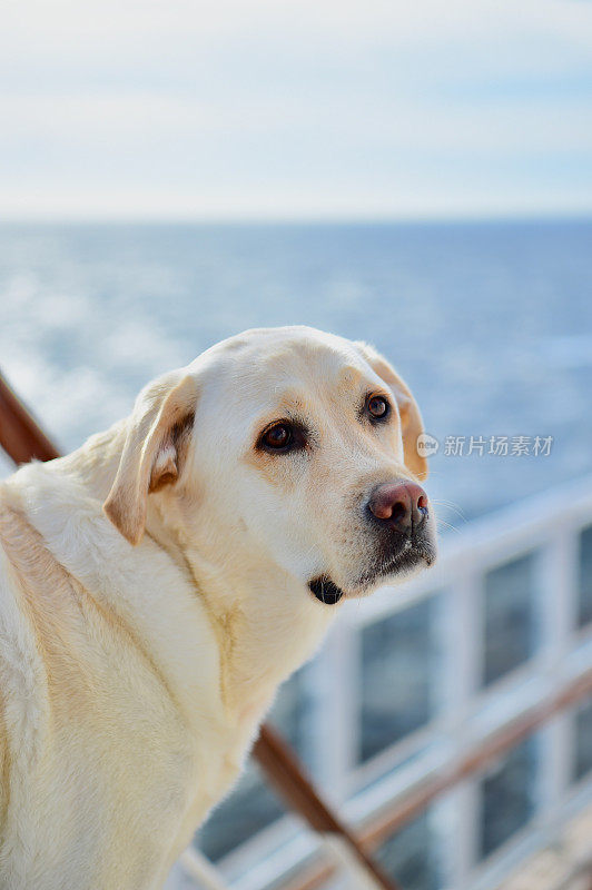 一条船上的拉布拉多寻回犬