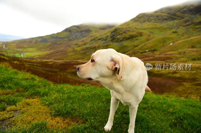 英国湖区的拉布拉多寻回犬