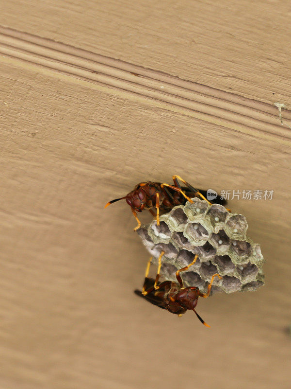 黄蜂昆虫造纸下产卵
