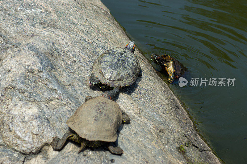 中央公园划船湖上的岩石上的海龟