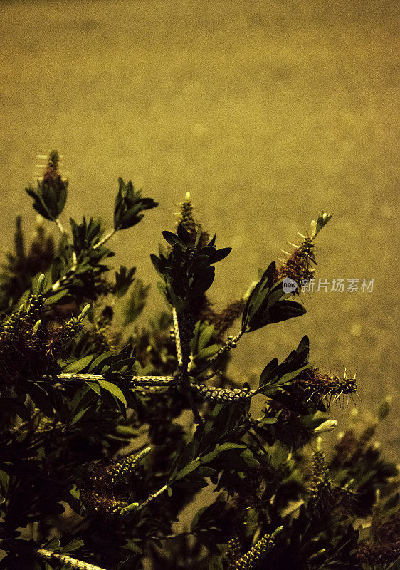 紫花苜蓿在夜间的原生植物