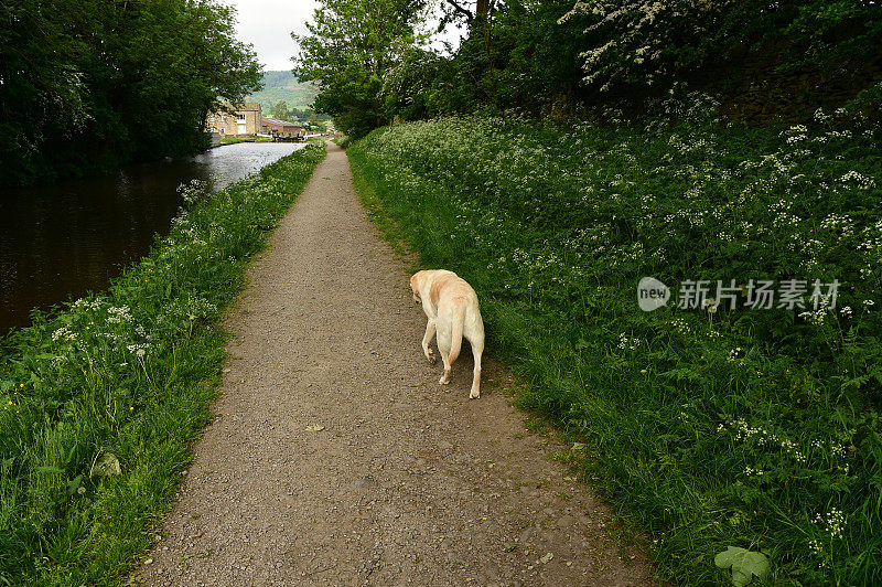 在小路上行走的拉布拉多寻回犬