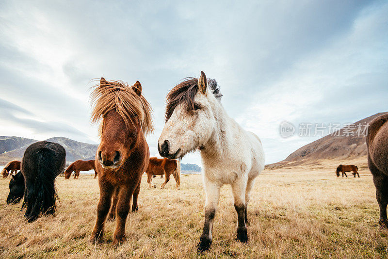 冰岛美丽的风景中的冰岛马