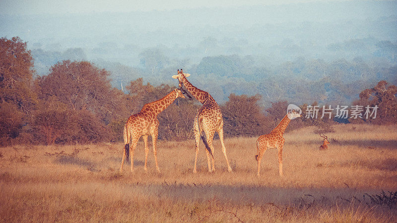 非洲日出时的长颈鹿