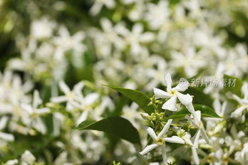 明星茉莉花