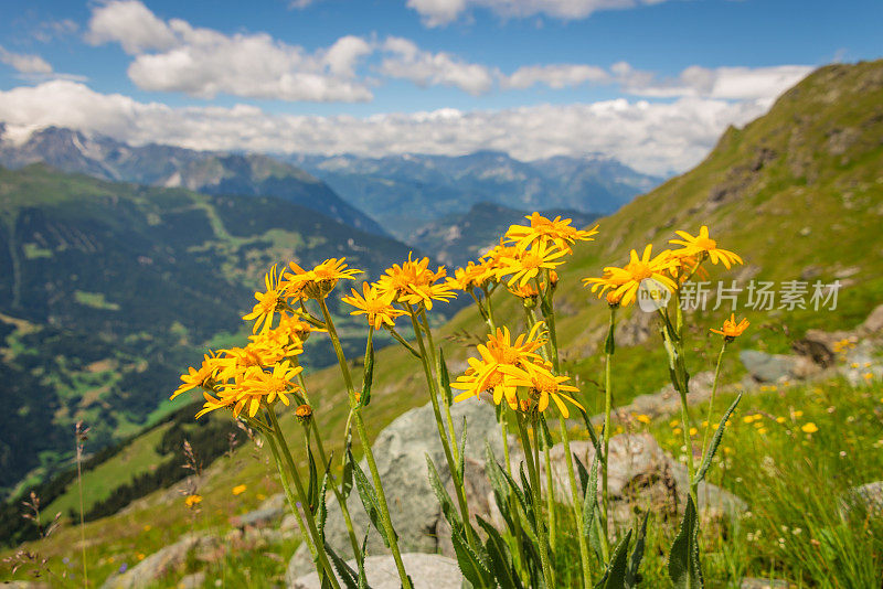 黄色高山花夏季