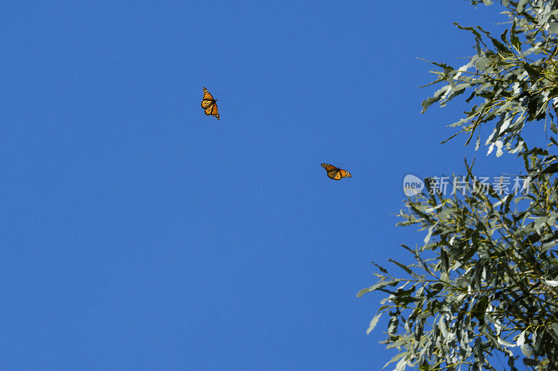 黑脉金斑蝶在筑巢树附近飞行